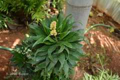 Dracaena reflexa
